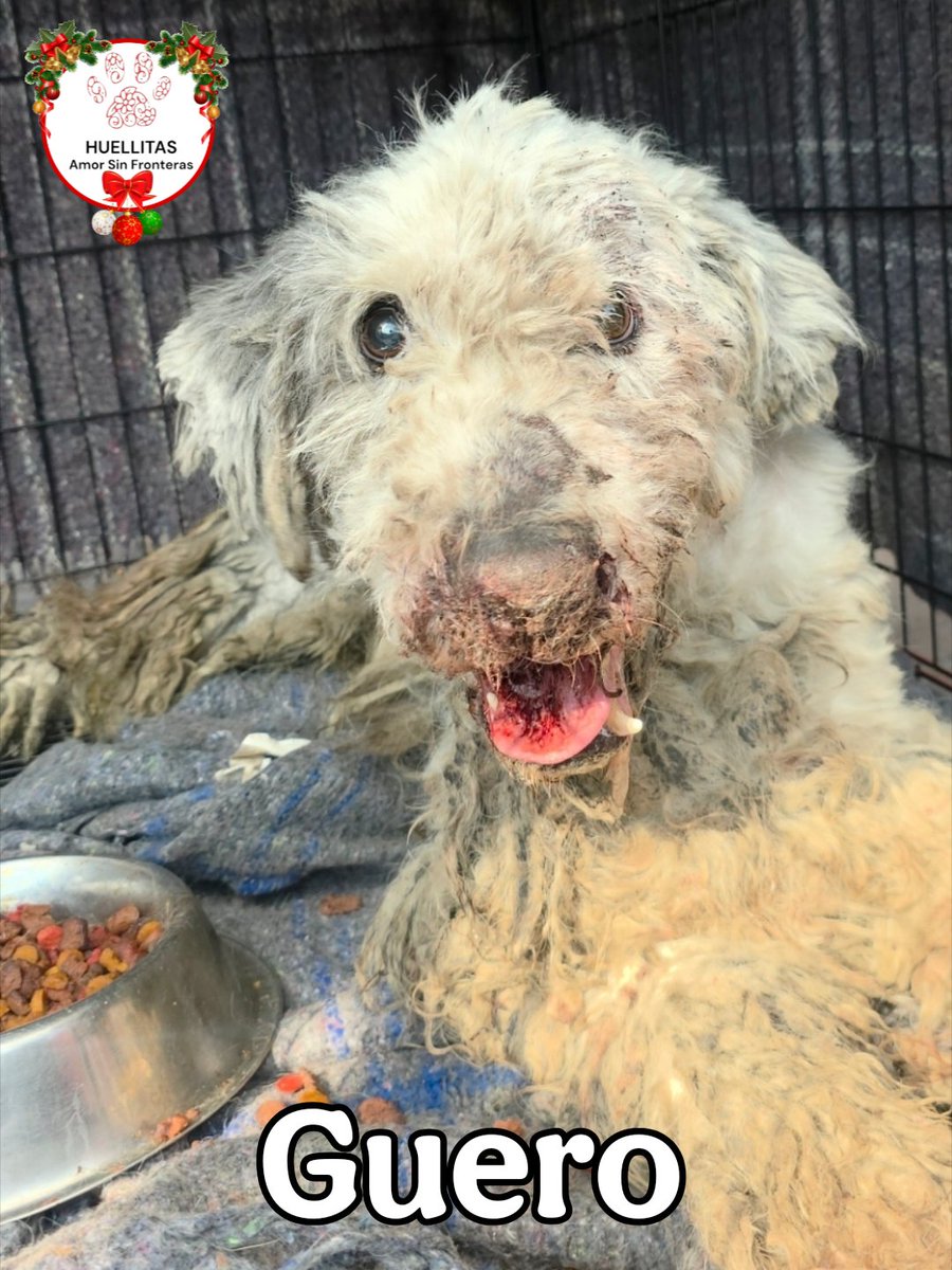 💛 Después del infierno… Güero nos regala una sonrisa 💛
No sabemos qué vivió allá afuera…
No sabemos cuántos golpes recibió,
ni cuántas veces le negaron el amor,
cuantas veces lloro en silencio,
pero su cuerpo nos cuenta la historia:
su boquita sigue sangrando,
sus patitas no