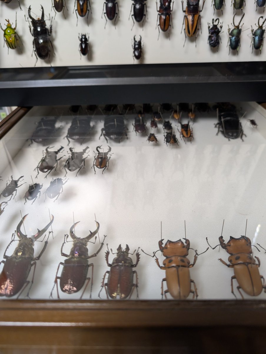 虫の兄ちゃん@兜鍬武蔵 (@anchan_kabukuwa) / Posts / X