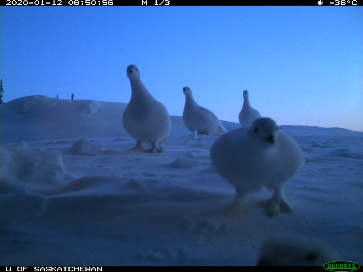 trailcam (@trail_cams) on Twitter photo 