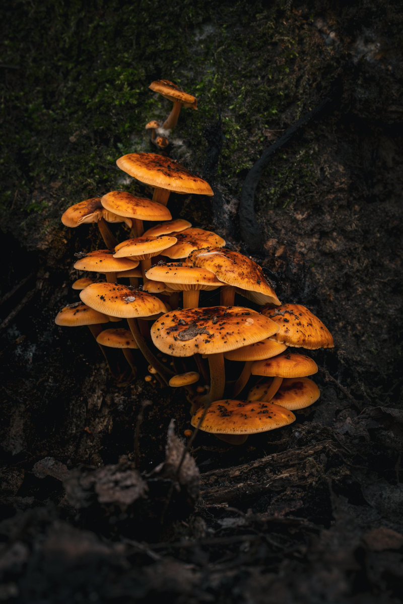 eendjes met kuif en Rijnland gemaaltje