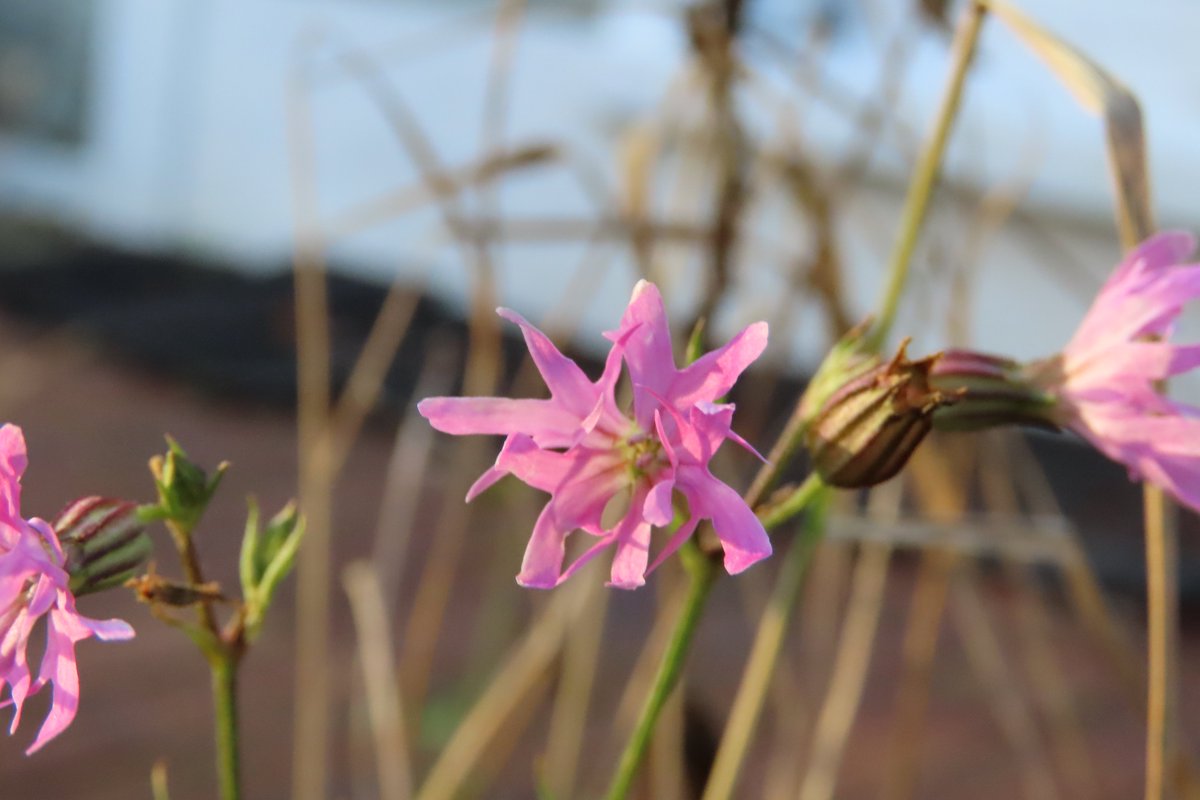 Donna Rainey tweet media