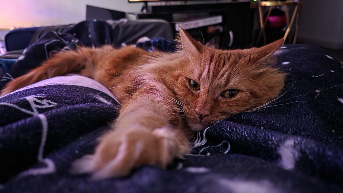 Dopaminergiica's tweet image. Hello Tang!! Hobi says hi too!! #CatsForYoongi #YoongiCAT