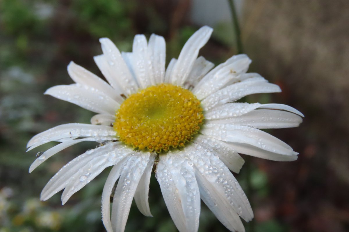 Donna Rainey tweet media