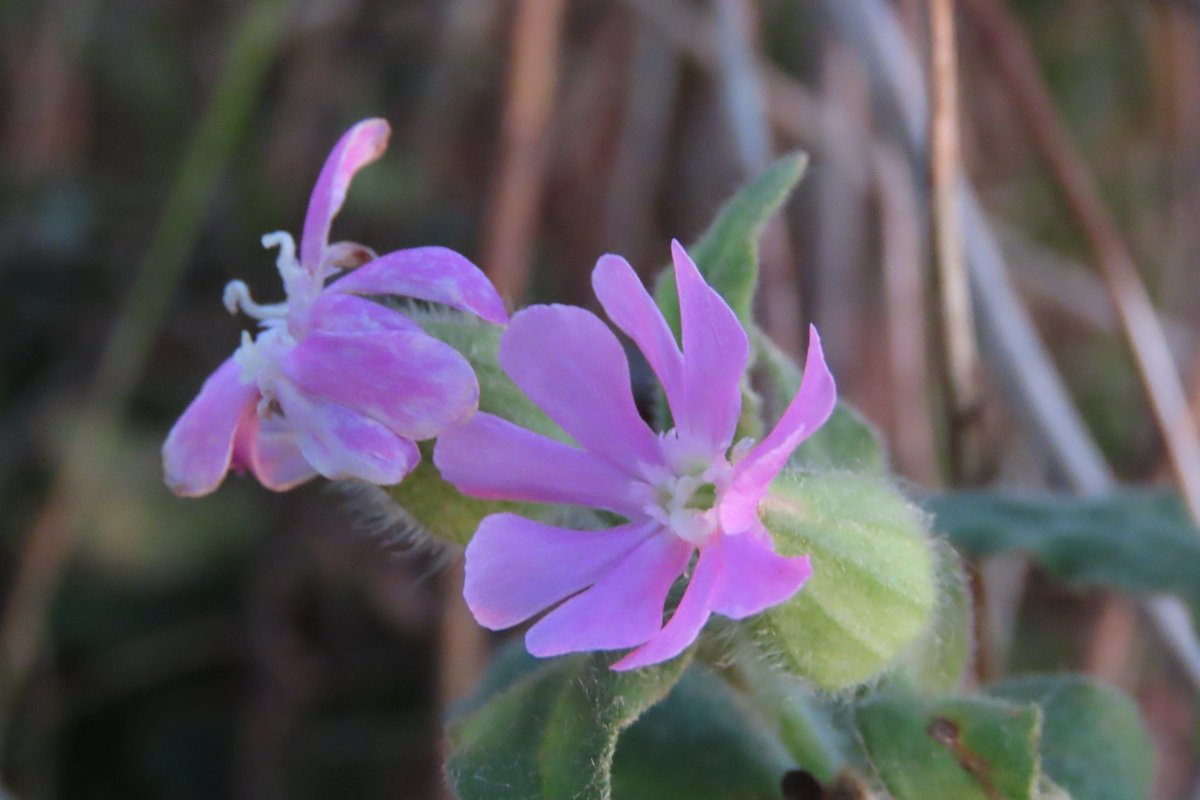 Donna Rainey tweet media