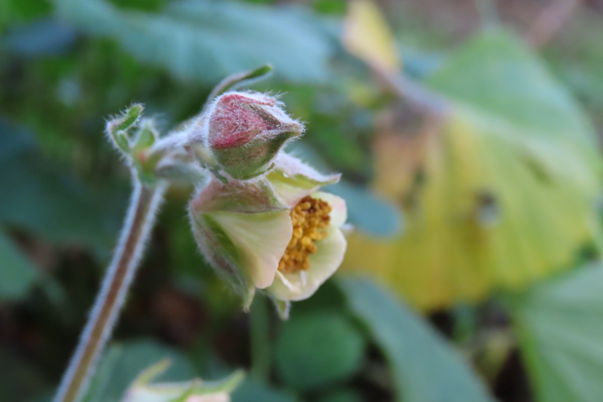 Donna Rainey tweet media