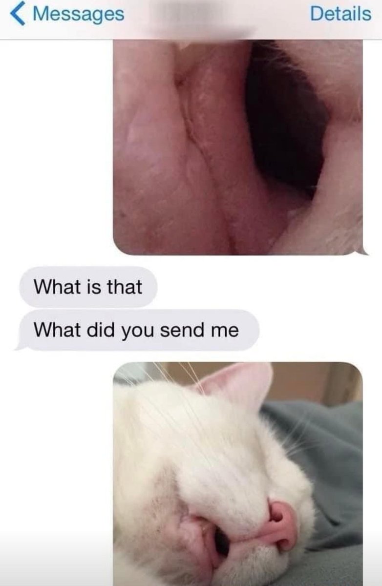 Catsillyness's tweet image. 