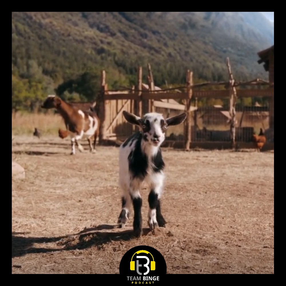 And the Emmy for Supporting Goat in a Drama Series goes to...

Billy, from #Pluribus.