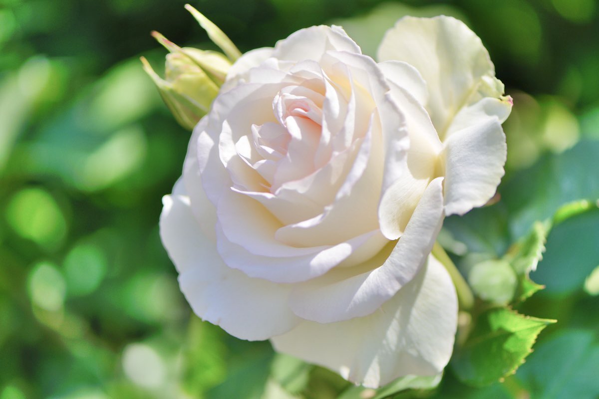 おはようございます