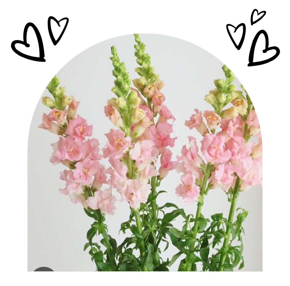 カサブランカ (@aruchan_0119) / Posts / X