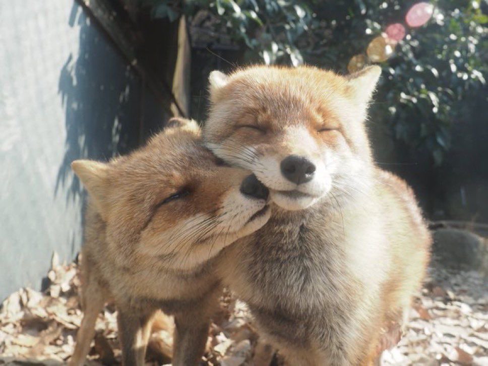 mourninglambs's tweet image. 