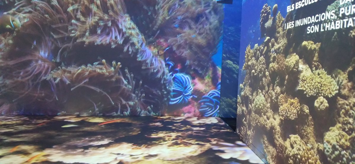 Jaume Vendrell tweet media