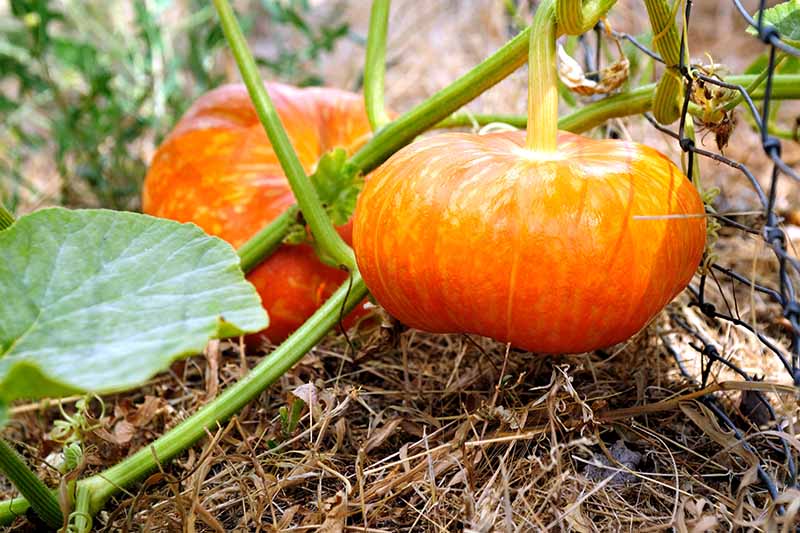 Gardeners_Path_'s tweet image. 11 of the Best Pumpkin Varieties for Cooking - homegrown pumpkins aren't just for pies! Read our roundup to discover 11 of the best cultivars for eating that you can add to stew, bread, soup, and more.  gardenerspath.com/plants/vegetab… #growyourown #pumpkins