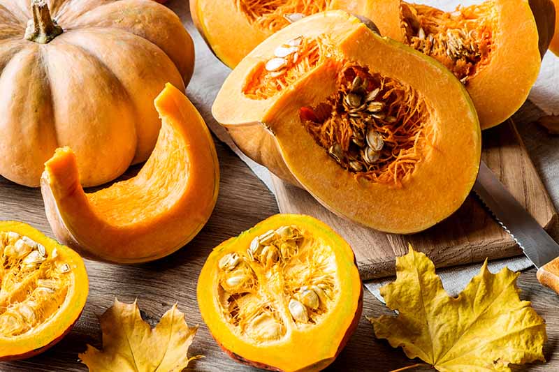 Gardeners_Path_'s tweet image. 11 of the Best Pumpkin Varieties for Cooking - homegrown pumpkins aren't just for pies! Read our roundup to discover 11 of the best cultivars for eating that you can add to stew, bread, soup, and more.  gardenerspath.com/plants/vegetab… #growyourown #pumpkins