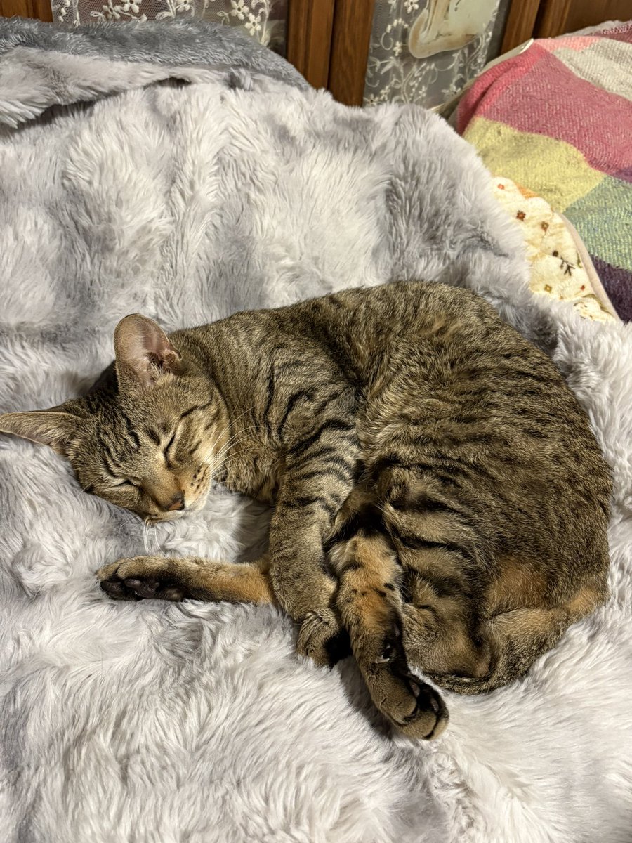 ねこにゃー🐱 (@nekonyaseven) / Posts / X