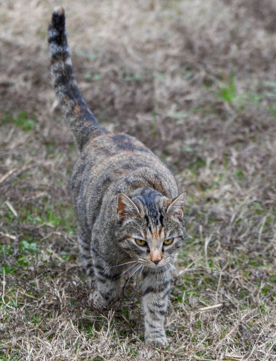 Robert Yates tweet media