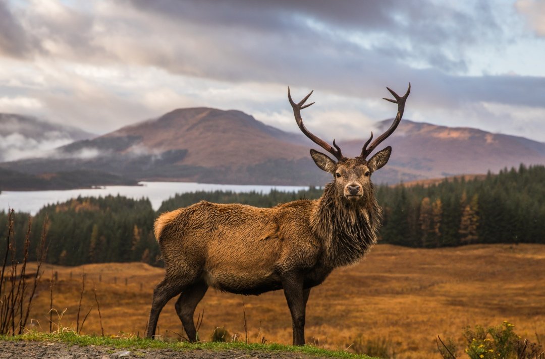 HistoriaJack's tweet image. Your soul needs Scotland, not Dubai