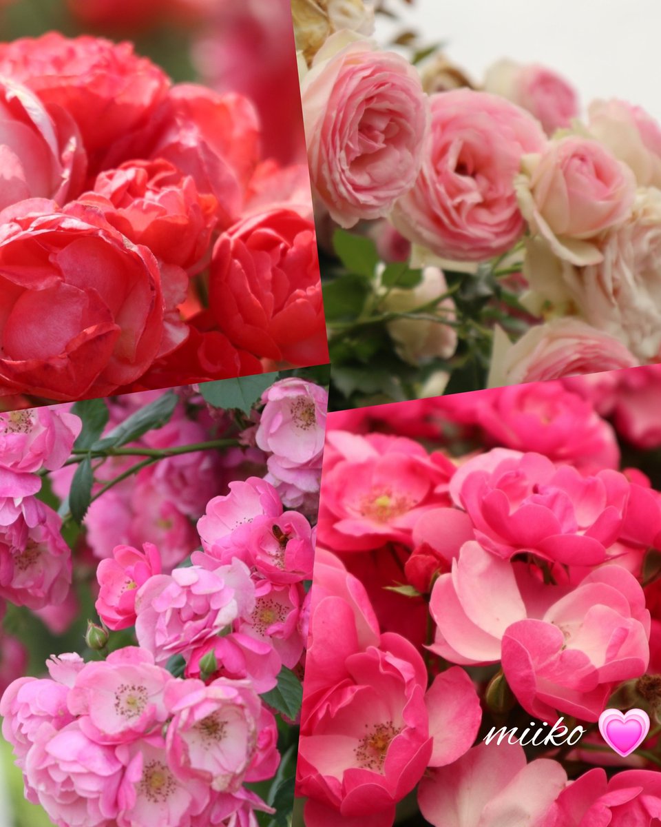 🌸おはようございます🌸

2025年
いっぱい
いっぱいありがとうございました🩷

12月30日火曜日から1月4日日曜日までポスト📮はお休みします🍀

皆様のポスト📮は見にいきますね🤩

お身体気をつけてください🩷

よいお年を🍀

2026年５日から
変わらずよろしくお願いします🩷

#お花の定期便