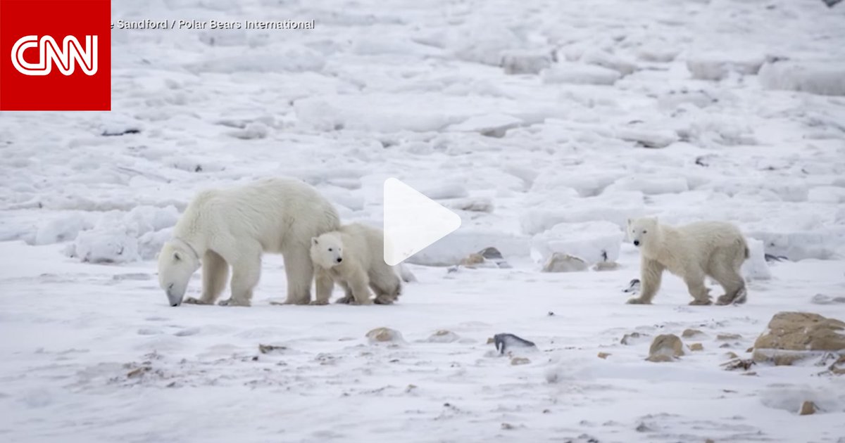 فريق من الباحثين الكنديين يصاب بالذهول عقب اكتشافه حالة نادرة جدًا لتبنّي دب قطبي في البرية 