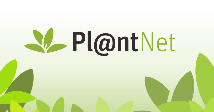 How to Propagate Tectaria angelicifolia  
propagate.one/how-to-propaga…