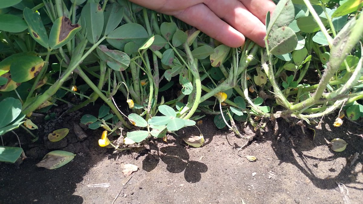 clavando a full y con algunas cajas , FS 12 de octubre,  MA 757. Monte Maíz