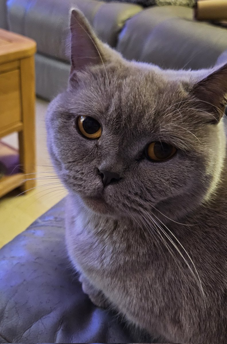 🐈\u200d⬛️💜🌸 Goodnight to all my fur friends sweet dreams 💤 love from Lily  🌸💜🐈\u200d⬛️ #CatsOfTwitter #CatsOnTwitter #Cat #cats #CatsAreFamily, image size:792x1200