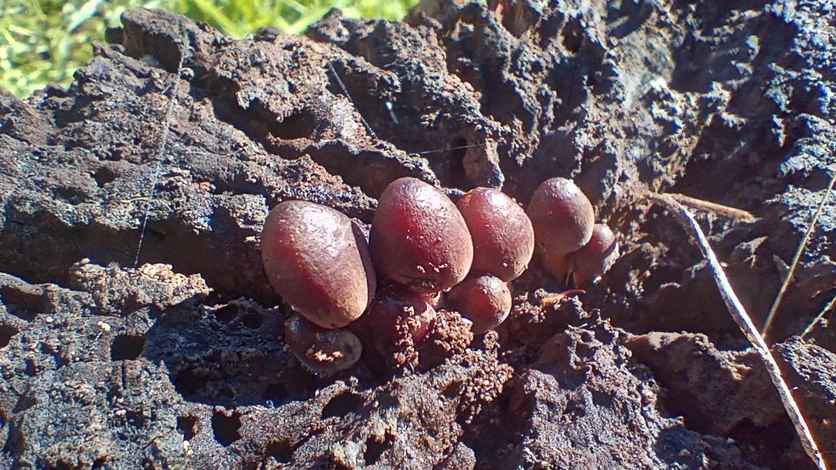 powerful masher tweet media