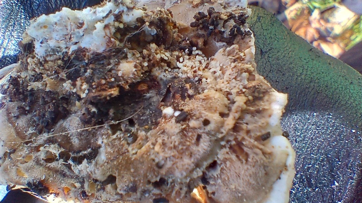 powerful masher tweet media