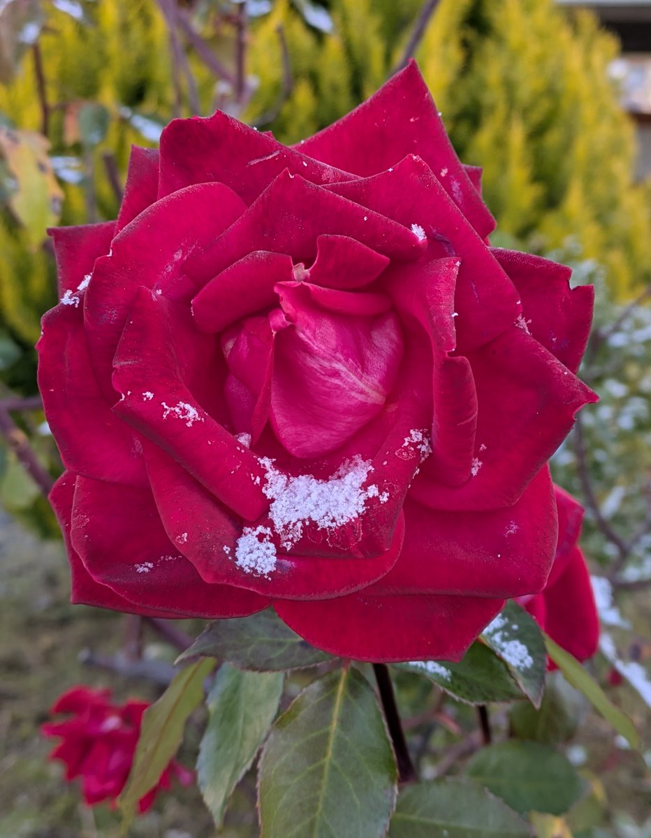 ※2~6ページまであります ちろぴの まとめ売り バラ売り⭕️ くろ様 リクエスト 30点 まとめ商品 ky様 リクエスト 3点 まとめ商品