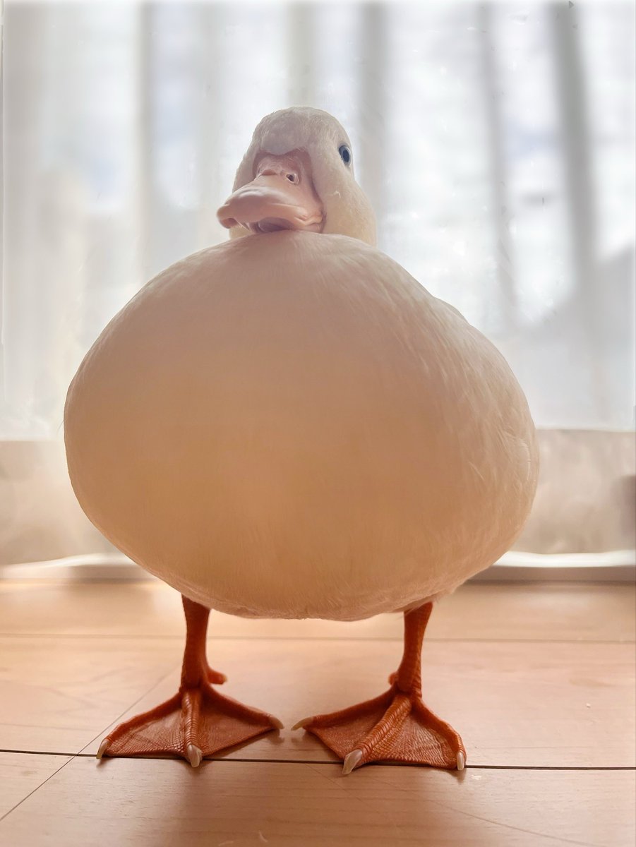 ひよこ様ついっち (@anohito_dareda) / Posts / X