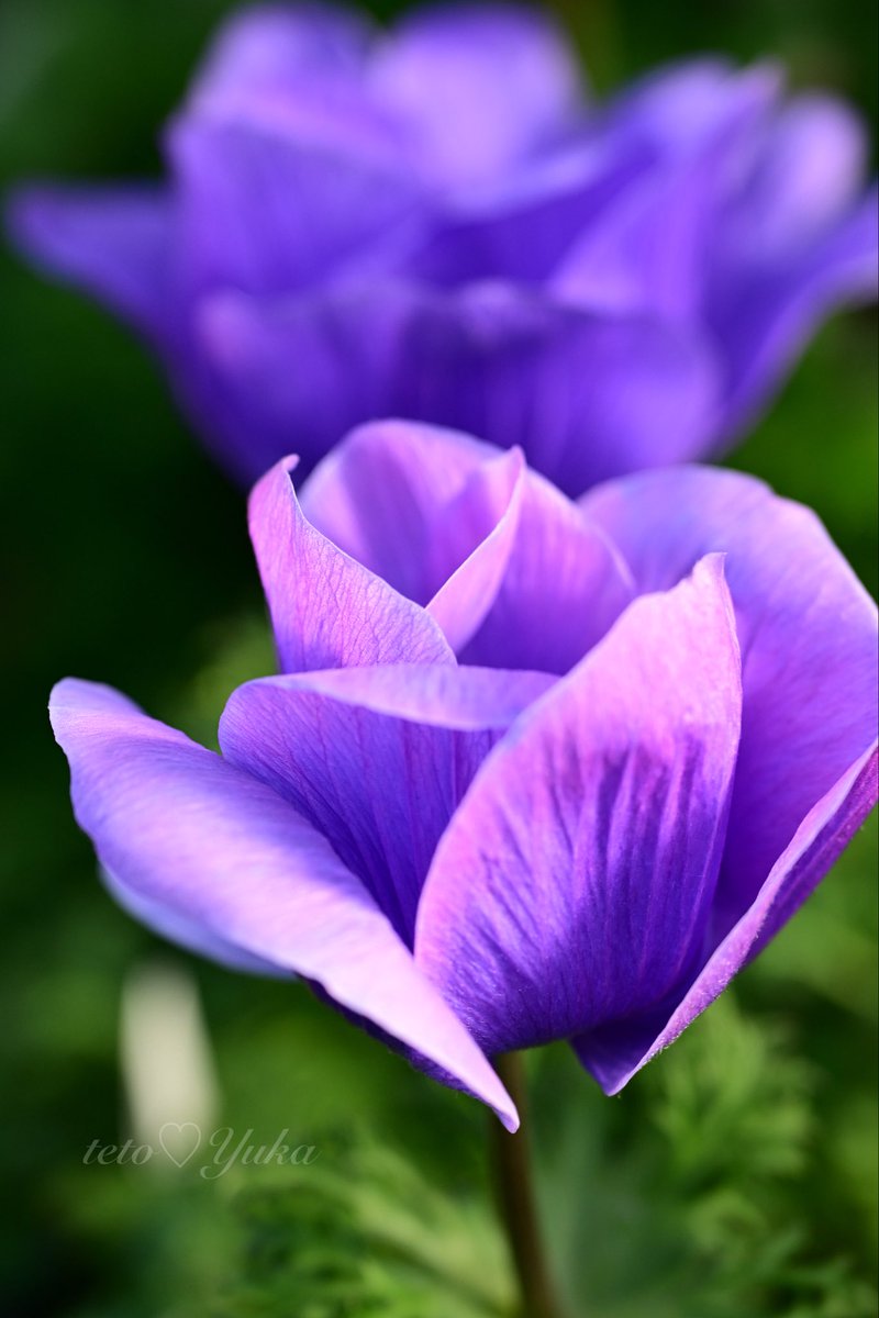 Nature Plants_hana_ Community on X - 475 Members