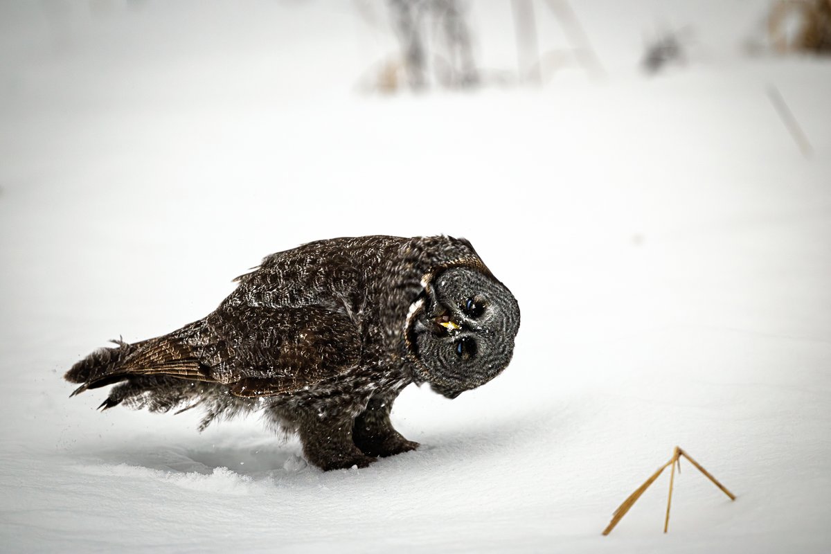 rsmibert's tweet photo. Great Gray Owl (Strix nebulosa)
Canon EOS R5 Mark II
Lens: RF600mm F4 L IS USM
#ShotOnCanon 
#ElkIslandNP https://t.co/6Uz71UaImA