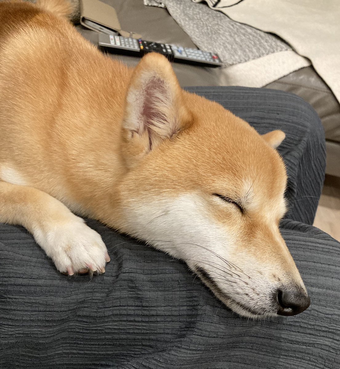 豆柴ちっくん (@mamemamechiku) / Posts / X