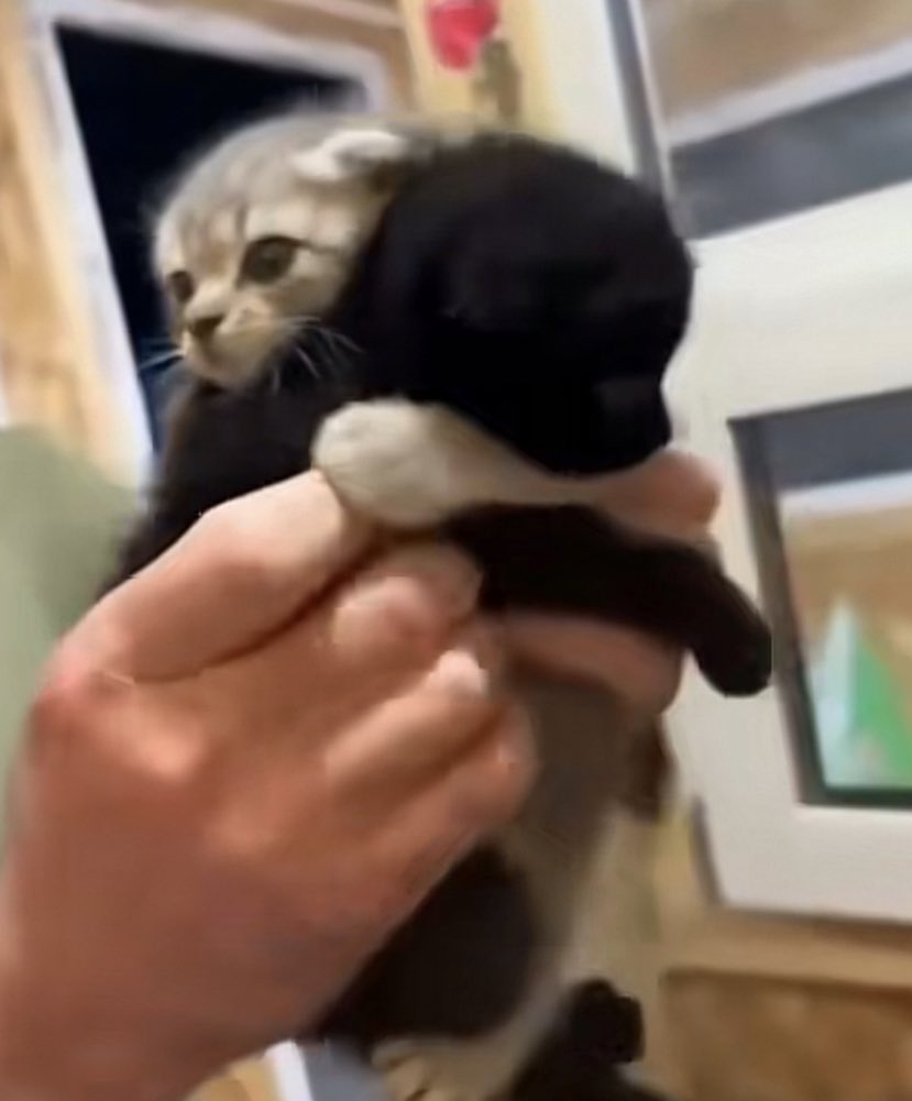 theendshere's tweet image. don’t separate them ☹️