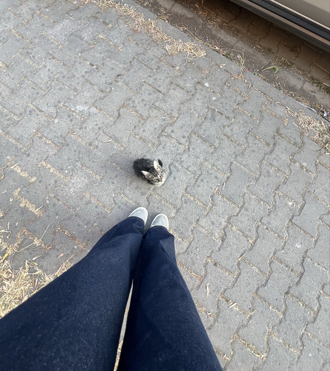 Her sabah staj servisini benle bekleyen kediş