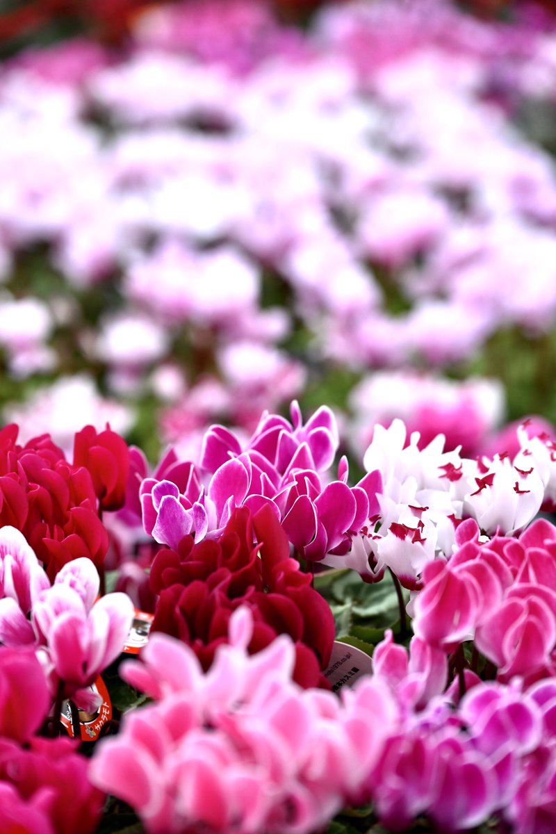 Flower Photo Club Community on X - 4.5K Members