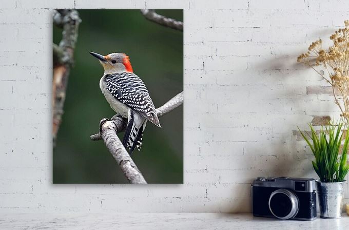 SandiOPhoto's tweet image. Sandi OReilly @sandioreilly &amp;gt; sandi-oreilly.pixels.com/featured/red-b…

#red #bellied #woodpecker #bird #animal #woods #photograph #closeupshots #wallartforsale #prints &amp;amp; #products #giftideas #BuyIntoArt  See more #artwork 

Here: sandi-oreilly.pixels.com