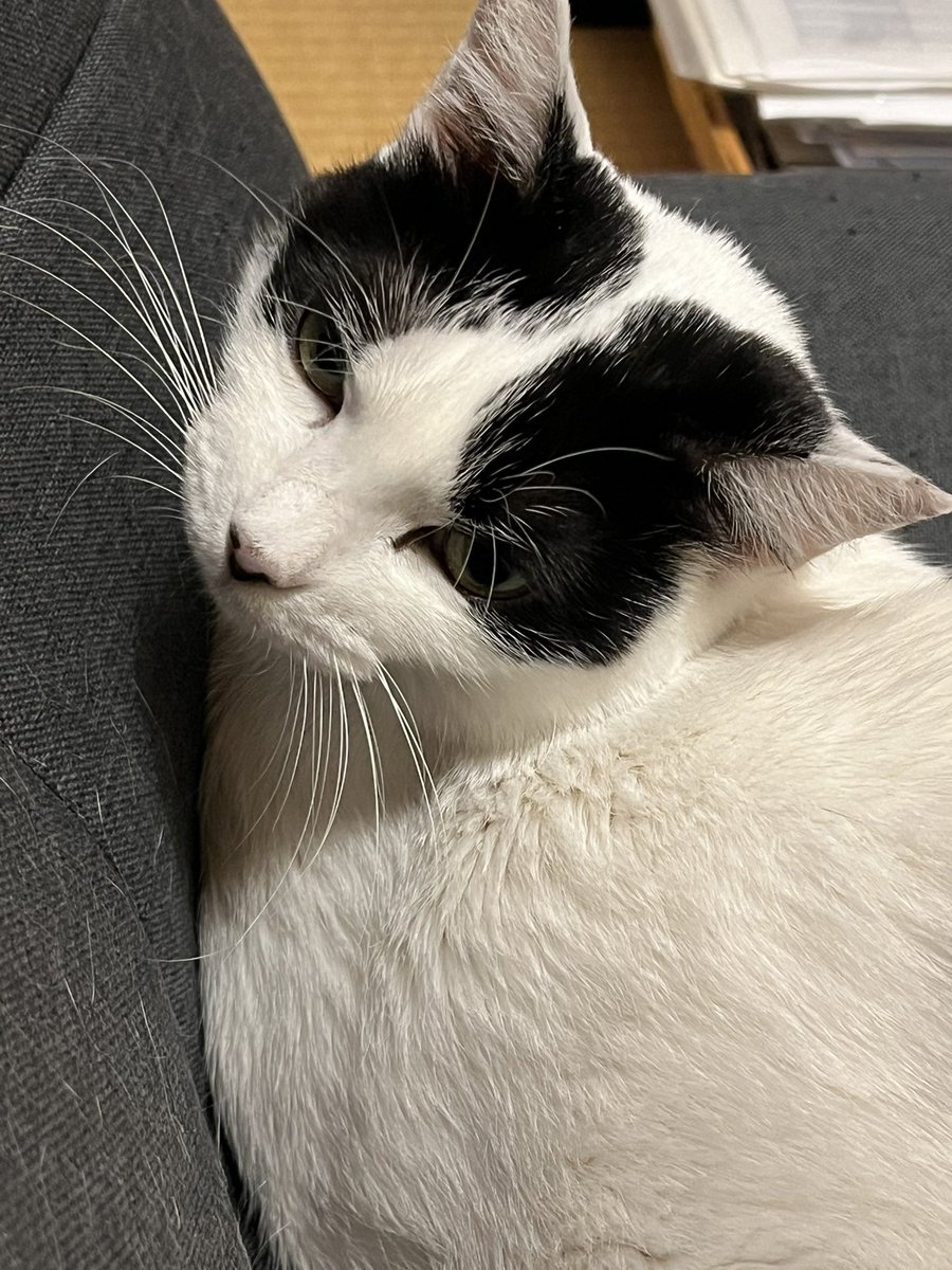 おはようございます。
まだ夜明け前。
寝起きの猫。