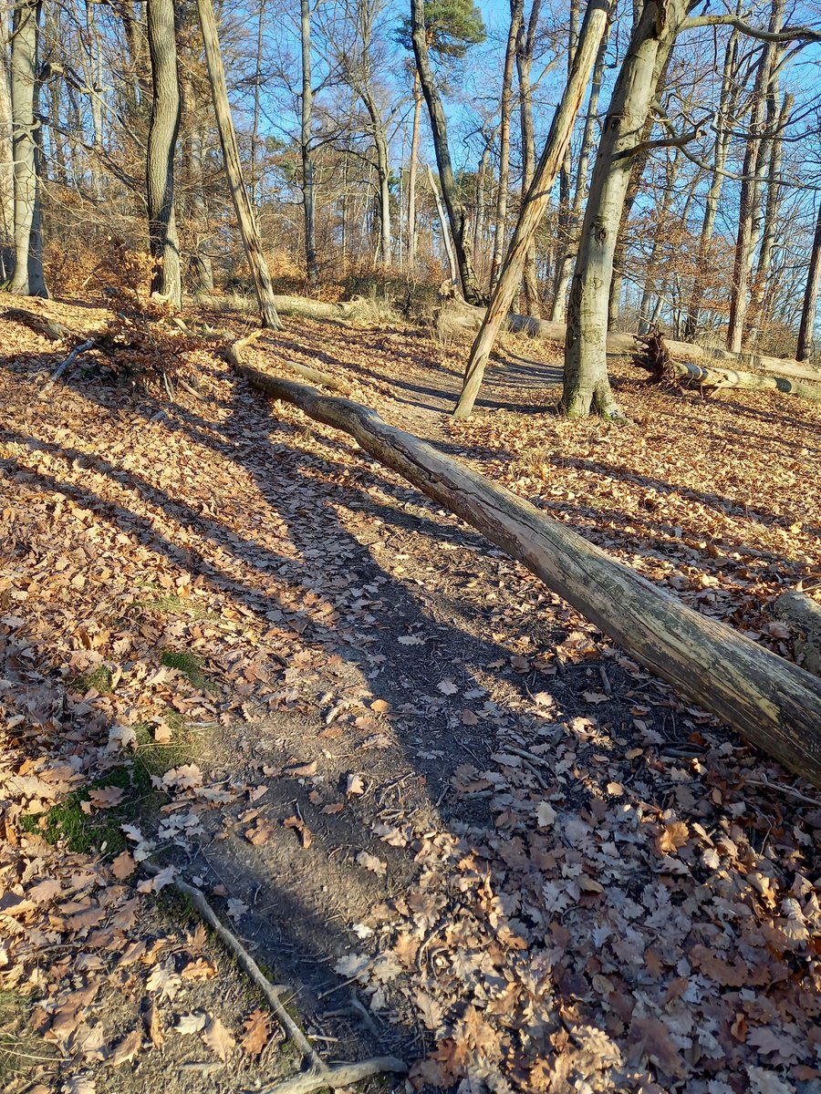 Wir waren heute durch den Wald spazieren gegangen und mussten über umgefallenen Bäume klettern, gymnastik auch im Wald möglich...