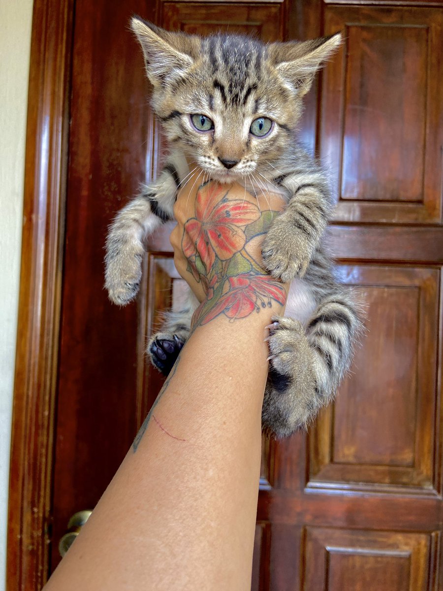 Tengo estos michis  en adopción. Están sanos y gorditos pero los fueron a perder a un barranco. Las primeras dos son hembras y el tercero macho. Aprox 2.5 meses, ya comen concentrado. Están en Antigua pero puedo llevarlos a la capital. RT por fa. Ya tengo 3 gatos más en mi casa.