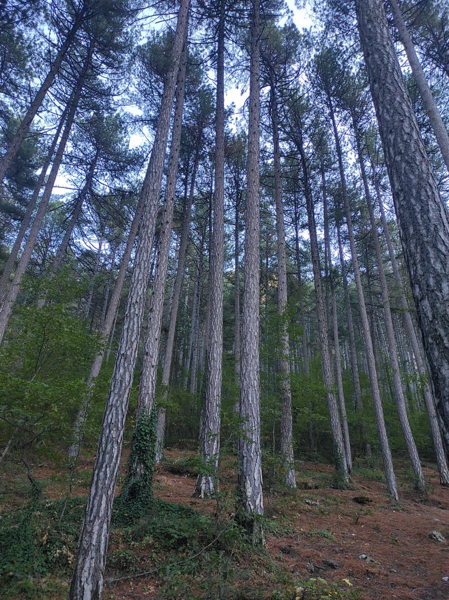 🌬️🌲💚🧭😌
