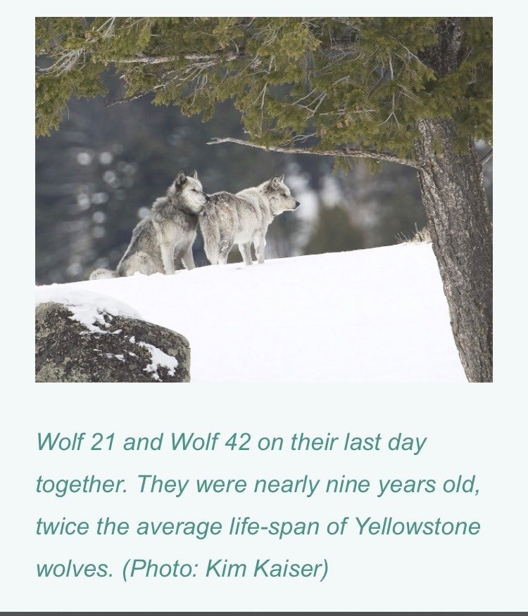 Some Kind of Wolf (@jimmybelvins) on Twitter photo 