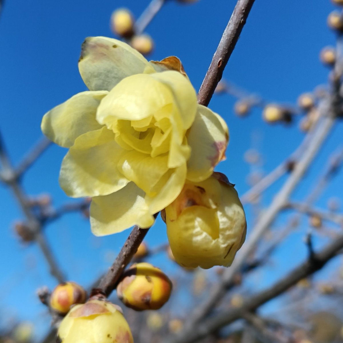 高尾山の花名さがし (@takaonobana) / Posts / X