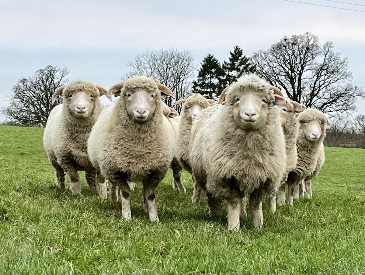 🐑 Farmer Dixon 🐐🐮🐓🐏🌿 tweet media