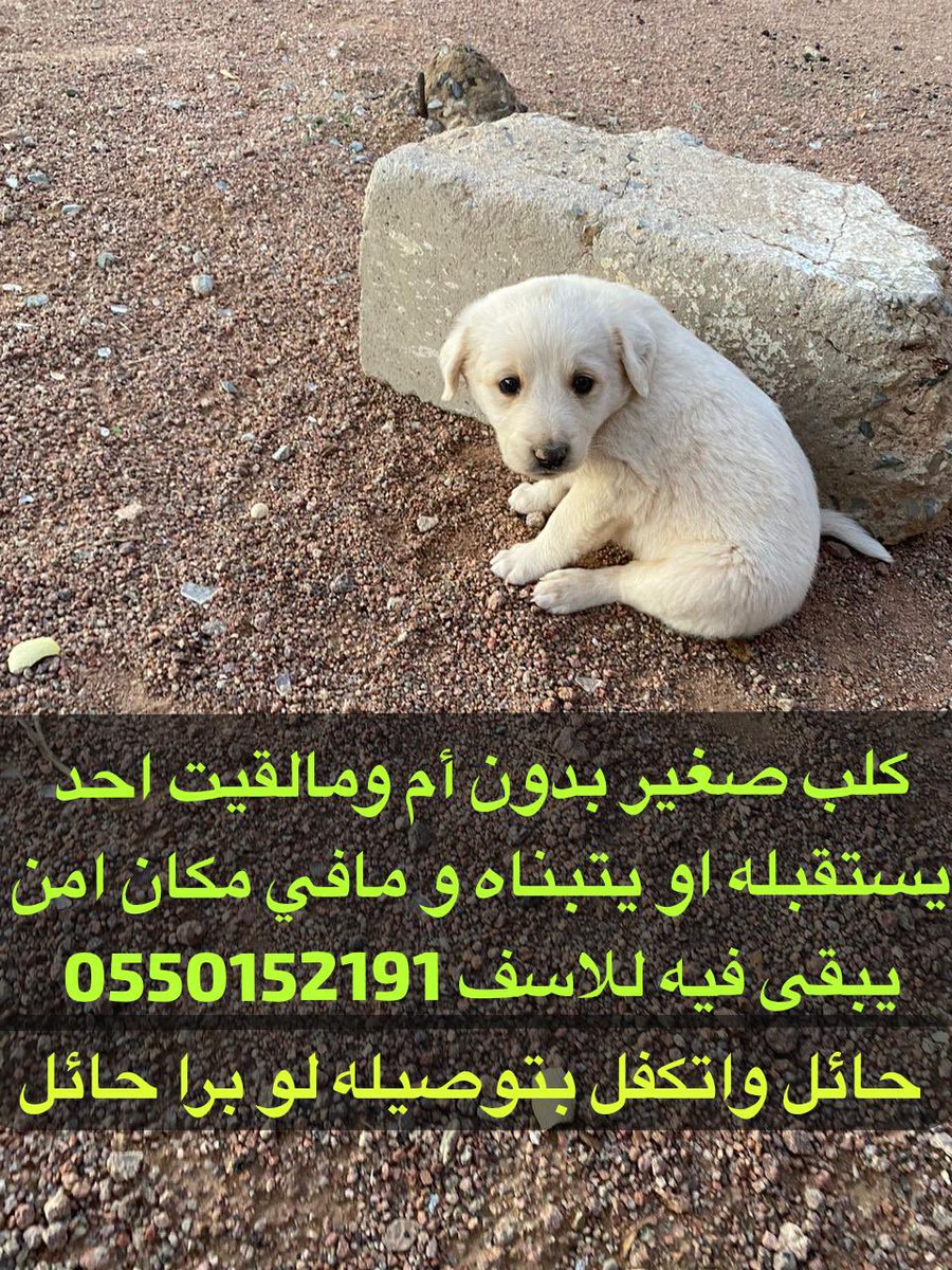 boody_family's tweet image. هاد الجرو الصغير في حائل بلا ام 💔 ولا مأوى 
لوحده في البرد💔💔
الي يقدر يساعد يا ريت يتواصل مع الرقم في البوست 
#الرياض
#حائل
#انقاذ