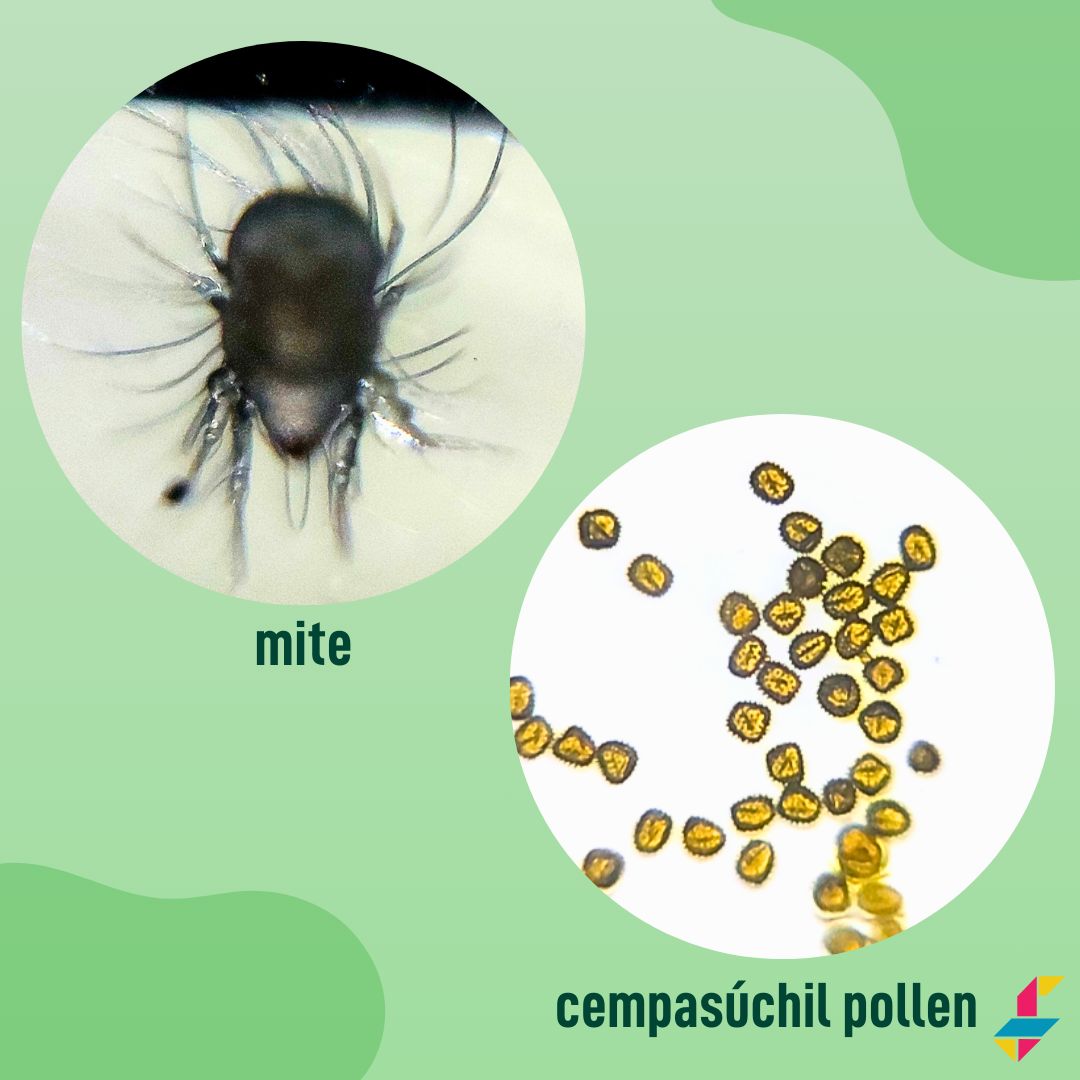 Foldscope tweet media