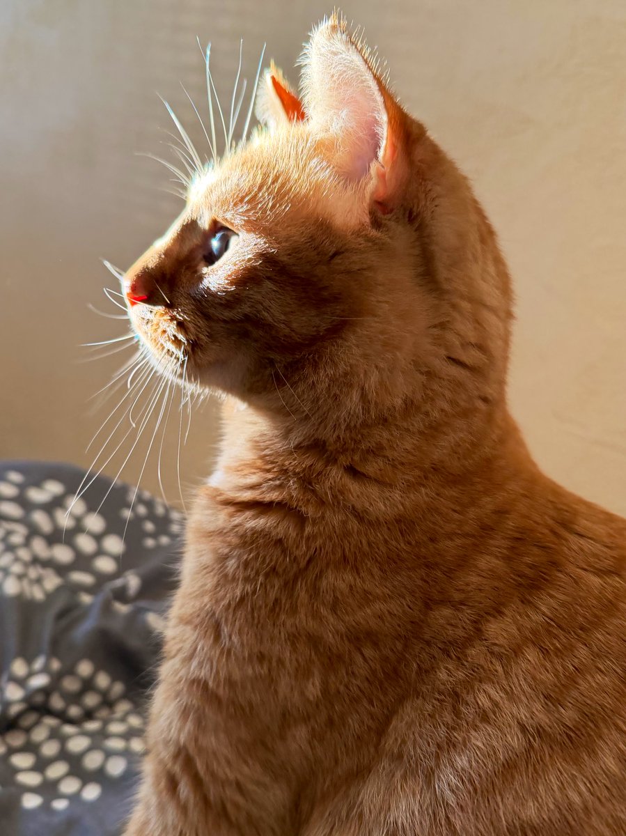 new pic of my love 🥺
my little sugar cinnamon baby, so soft