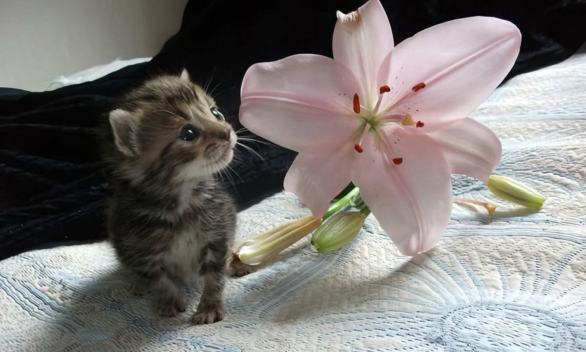 Miaw (@miaw) on Twitter photo 