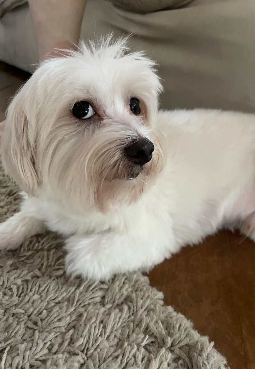 callmydirection's tweet photo. Fui tirar uma foto do meu cachorro e ele meteu o “I know what you are” https://t.co/dYhG6vfm5L