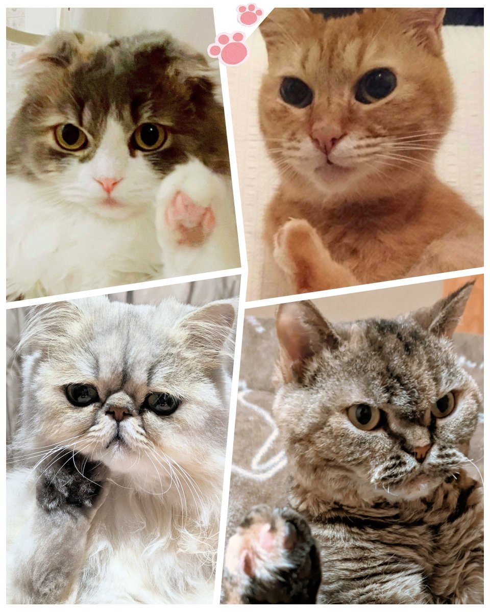 福の日」に 幸せ(4合わせ)招き猫ちゃん🐾 左手は人やお客様 右手は金