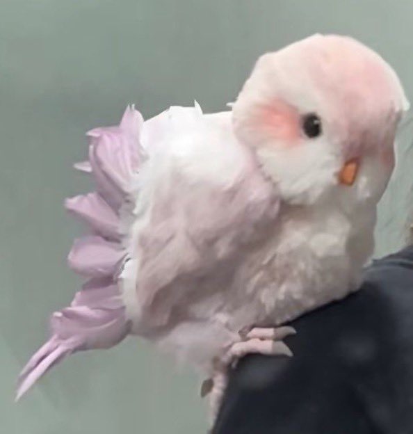 𐙚⋆°🦢.⋆ᥫ᭡